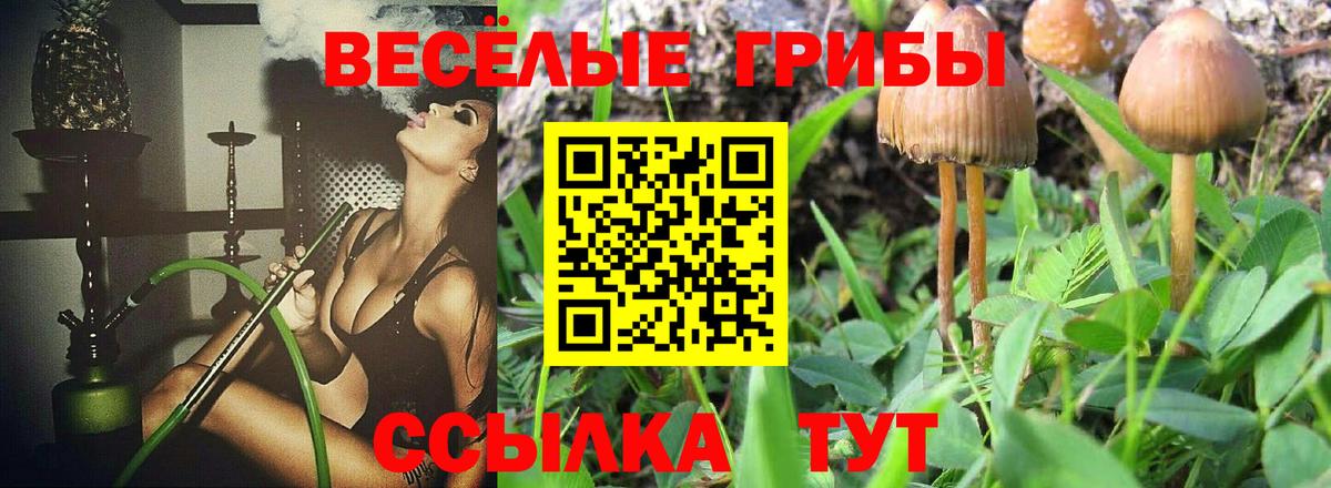 купить наркоту  Галлюциногенные грибы Psilocybe  Вход с VPN  Липецк 